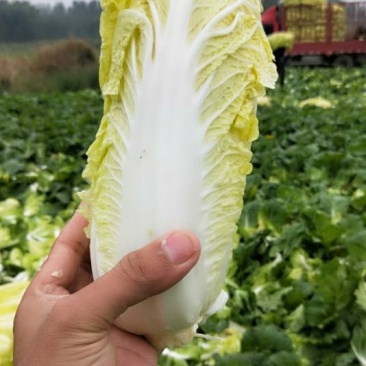 精品娃娃菜上市