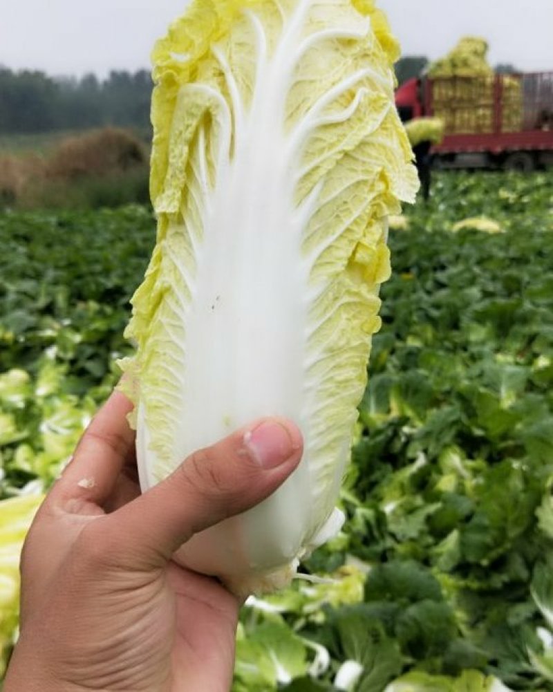 精品娃娃菜上市