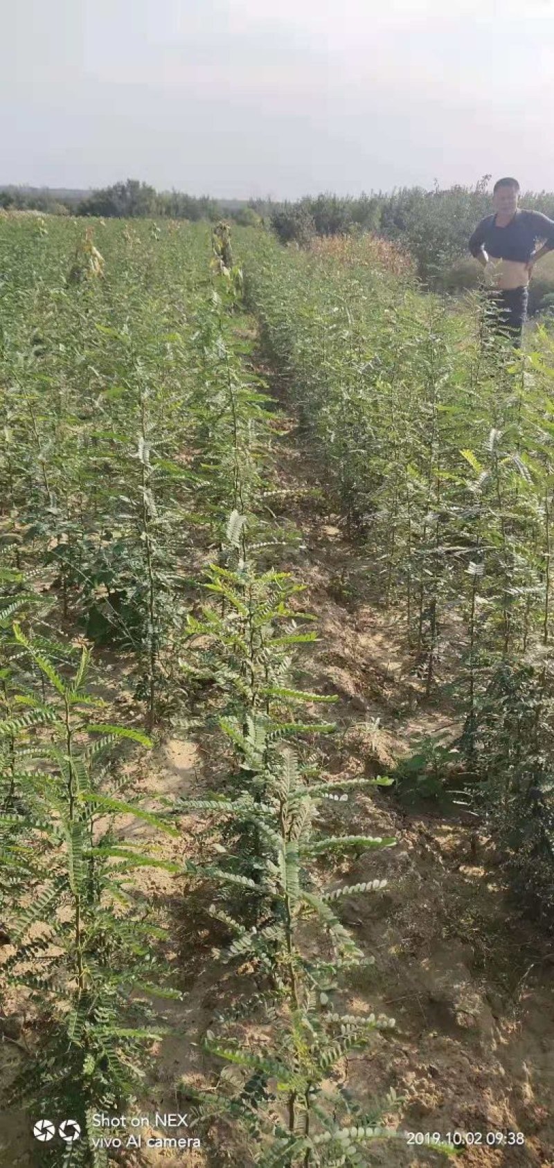 皂角树，皂角树苗，一年生及多年生树苗，诚信为本。