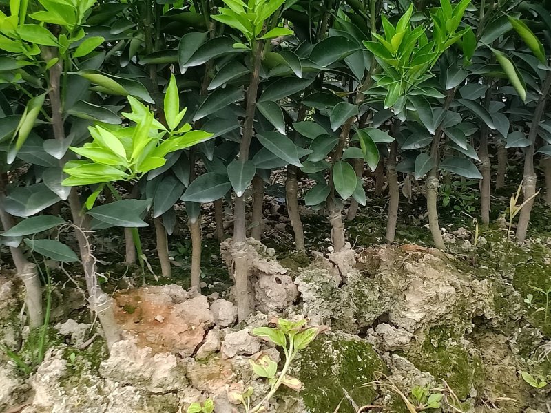 新会柑苗，嫁接柠檬头