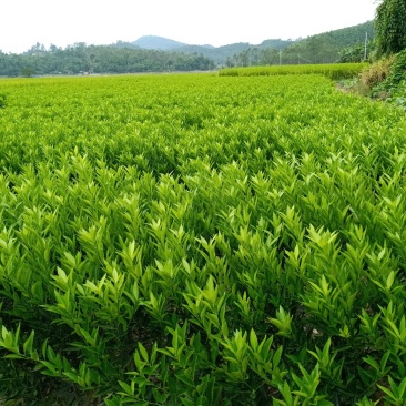 新会柑苗，嫁接柠檬头