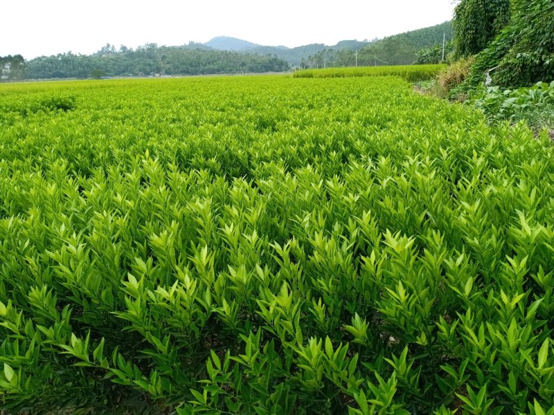 新会柑苗，嫁接柠檬头