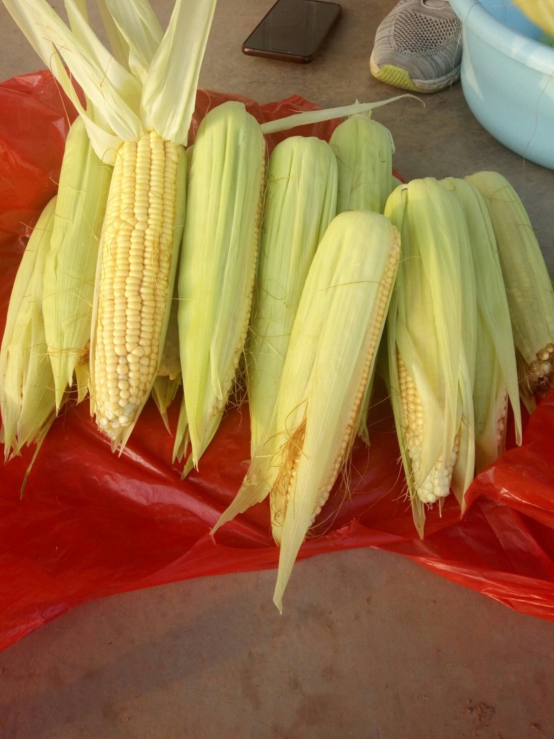 鲜玉米