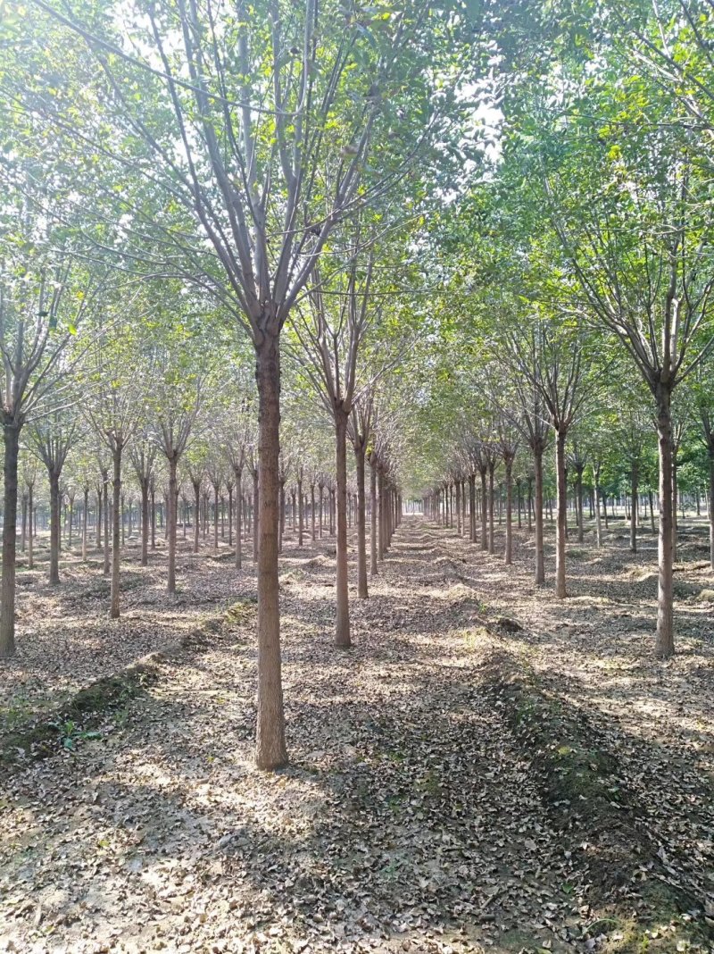 14公分白蜡，14公分全冠白蜡市政工程用树