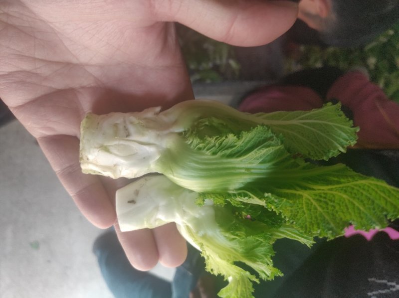 儿菜