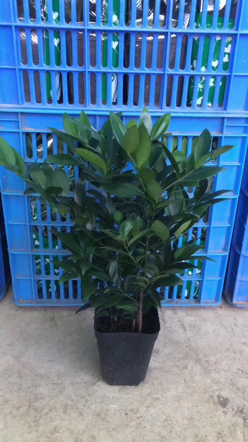 兴旺竹