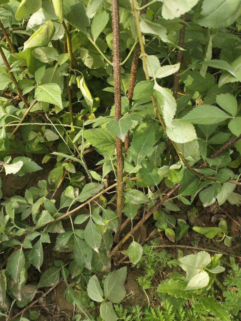 药用连翘苗