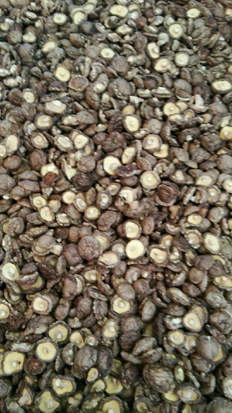 河南内乡菇乡2022年春栽袋料新品香浓干香菇，新品上特价