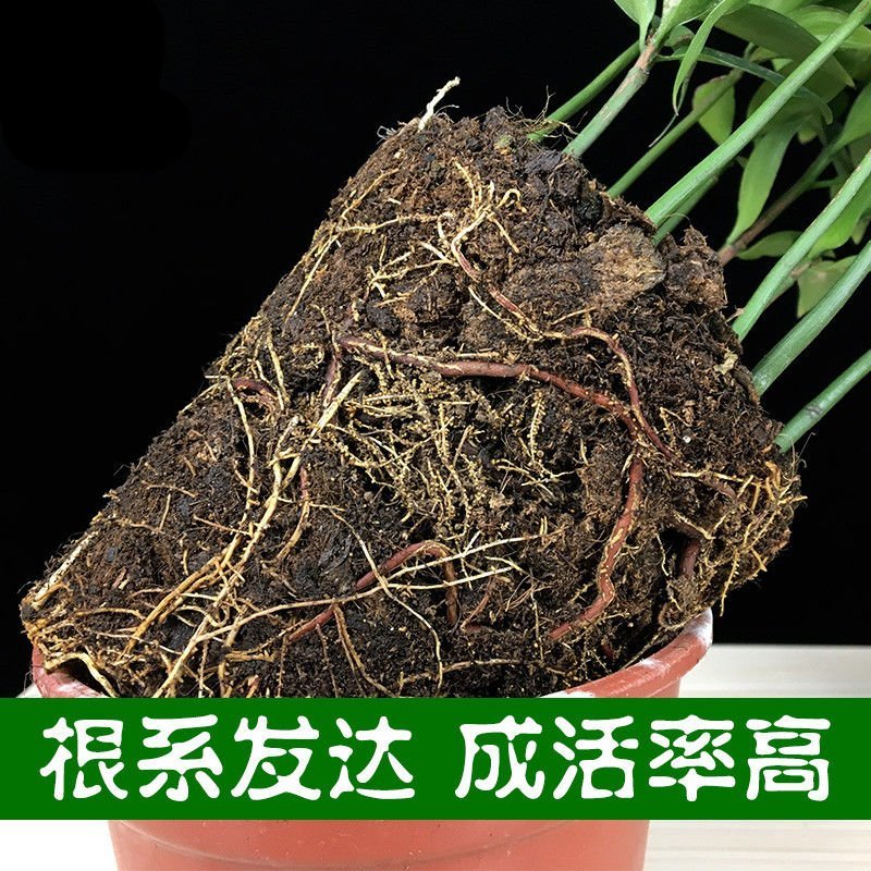 小叶竹柏