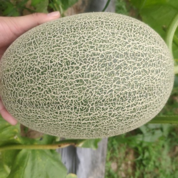 西州蜜25