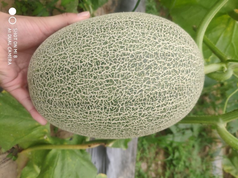 西州蜜25