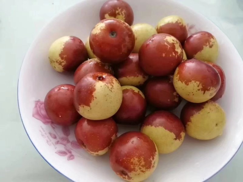 沾化冬枣