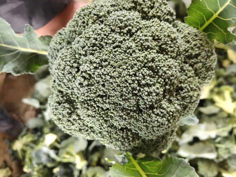 西蓝花，刚刚上市，颜色绿，质量非常好，有需要的联系