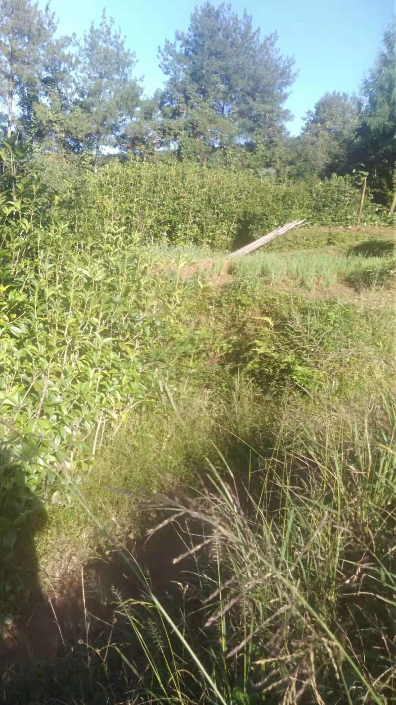 十万株桂花树，大力促销，量大从优！