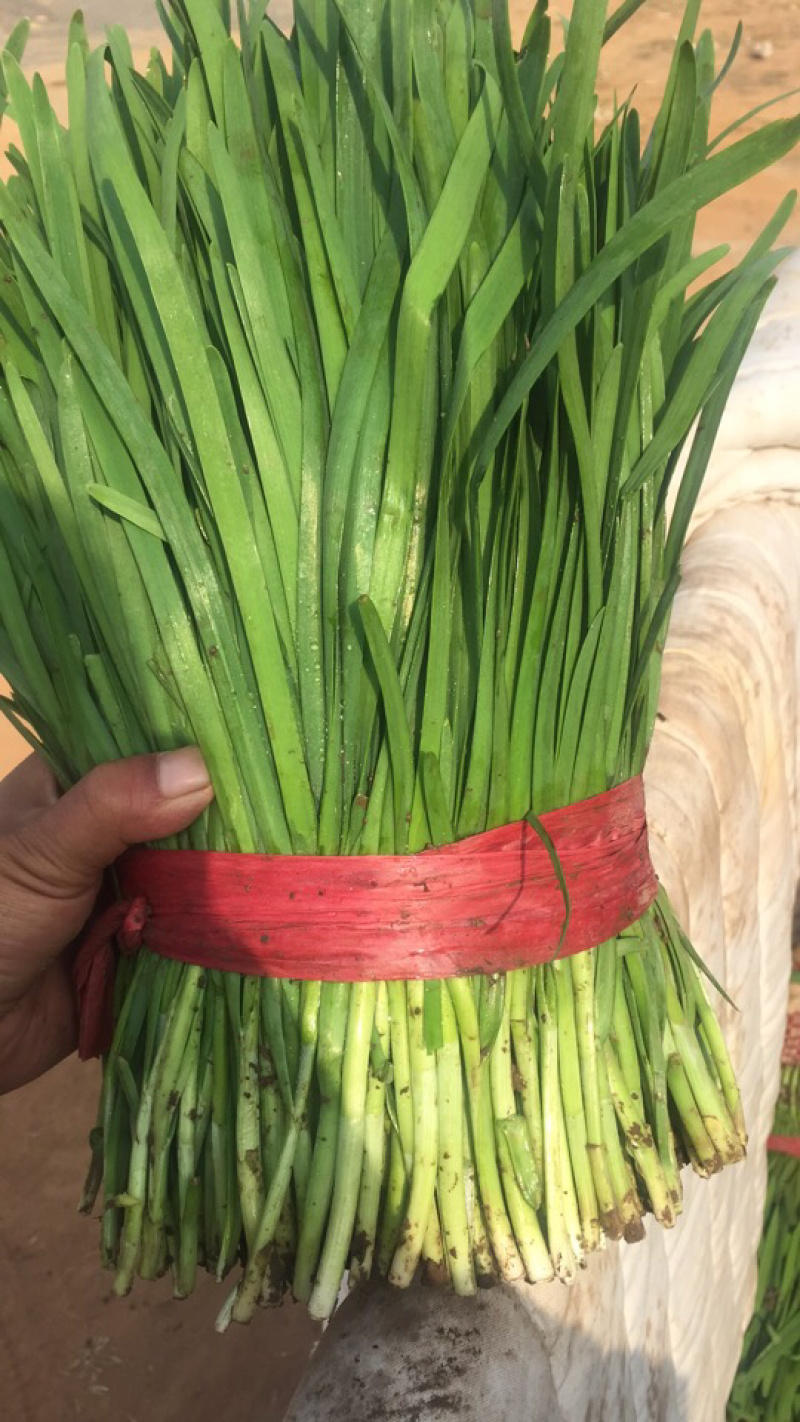常年大量供应陆地大棚韭菜