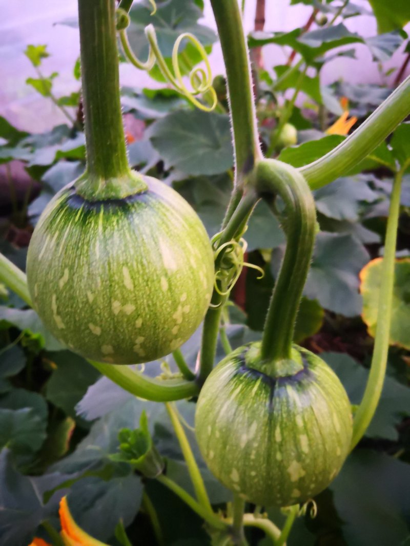 鲜嫩小南瓜🎃