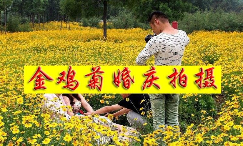 金鸡菊种子野菊花大花金鸡菊金鸡菊花种花海绿化多年生