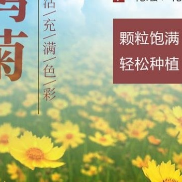 金鸡菊种子野菊花大花金鸡菊金鸡菊花种花海绿化多年生