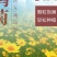 金鸡菊种子野菊花大花金鸡菊金鸡菊花种花海绿化多年生