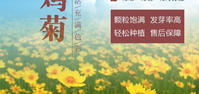 金鸡菊种子野菊花大花金鸡菊金鸡菊花种花海绿化多年生