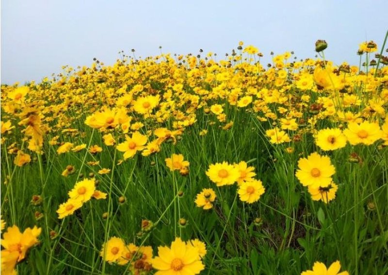 金鸡菊种子野菊花大花金鸡菊金鸡菊花种花海绿化多年生