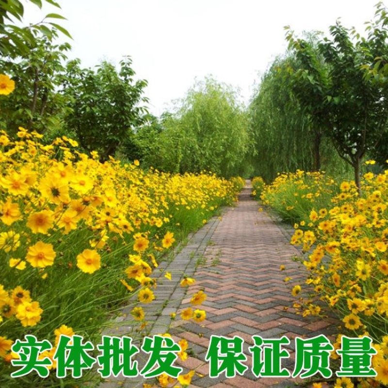 金鸡菊种子野菊花大花金鸡菊金鸡菊花种花海绿化多年生