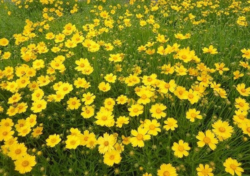 金鸡菊种子野菊花大花金鸡菊金鸡菊花种花海绿化多年生