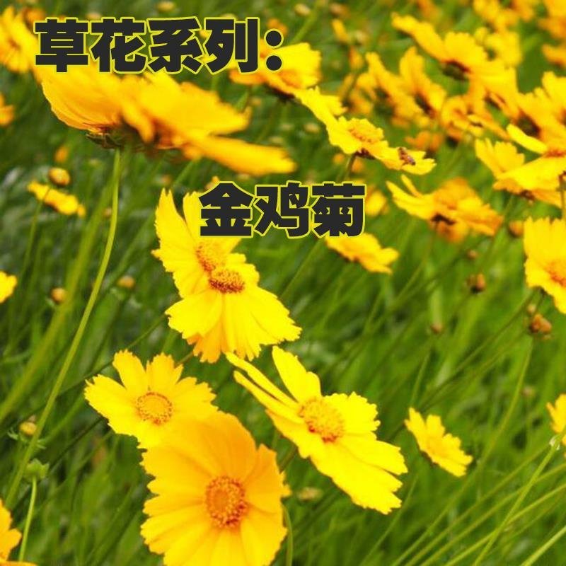 金鸡菊种子野菊花大花金鸡菊金鸡菊花种花海绿化多年生
