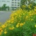 金鸡菊种子野菊花大花金鸡菊金鸡菊花种花海绿化多年生