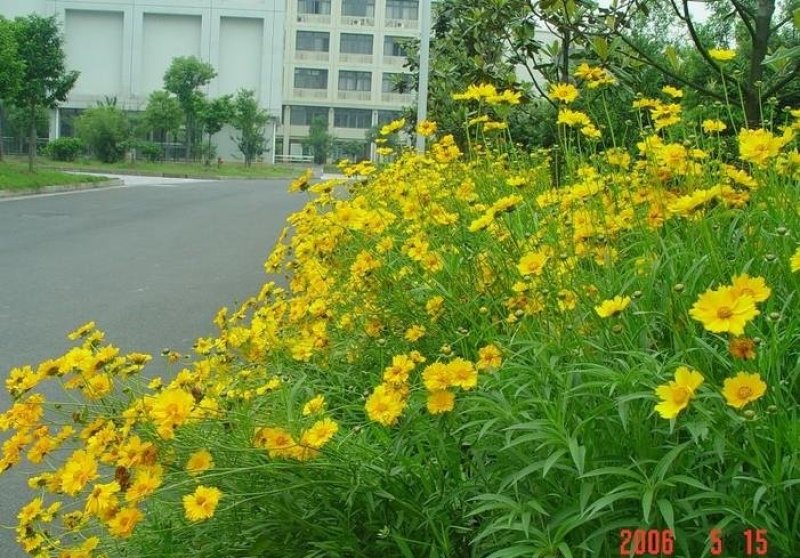 金鸡菊种子野菊花大花金鸡菊金鸡菊花种花海绿化多年生