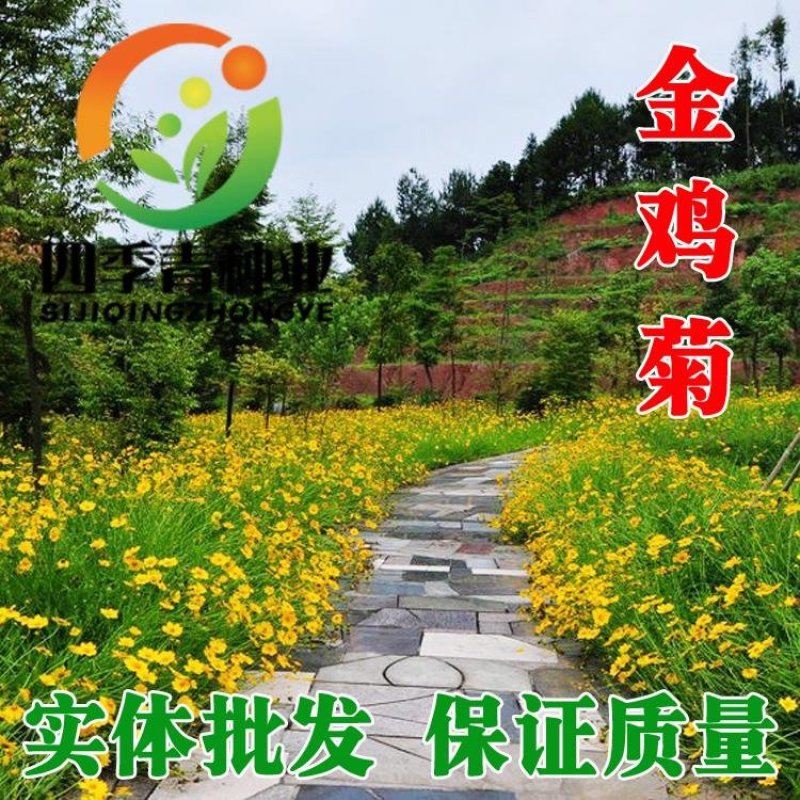 金鸡菊种子野菊花大花金鸡菊金鸡菊花种花海绿化多年生