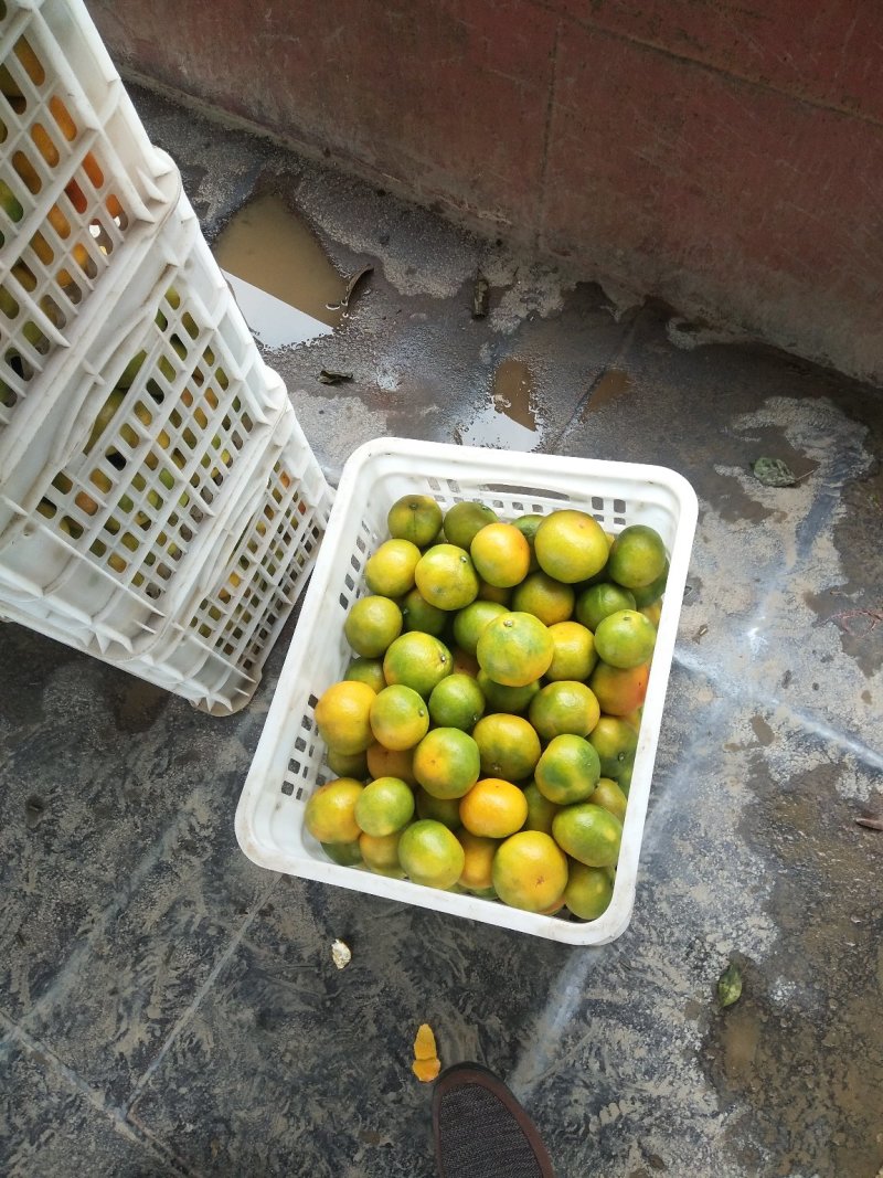 东江湖蜜桔