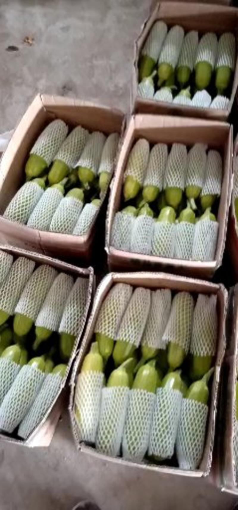 【优选】西葫芦绿皮西葫芦产地直发精品上货欢迎订购