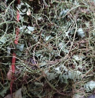 羊耳菊毛将军过饥草山白芷