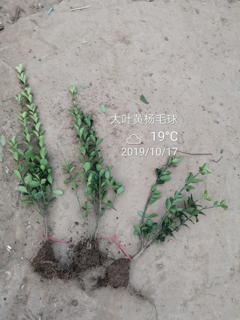 精品大叶黄杨绿篱苗全国供应