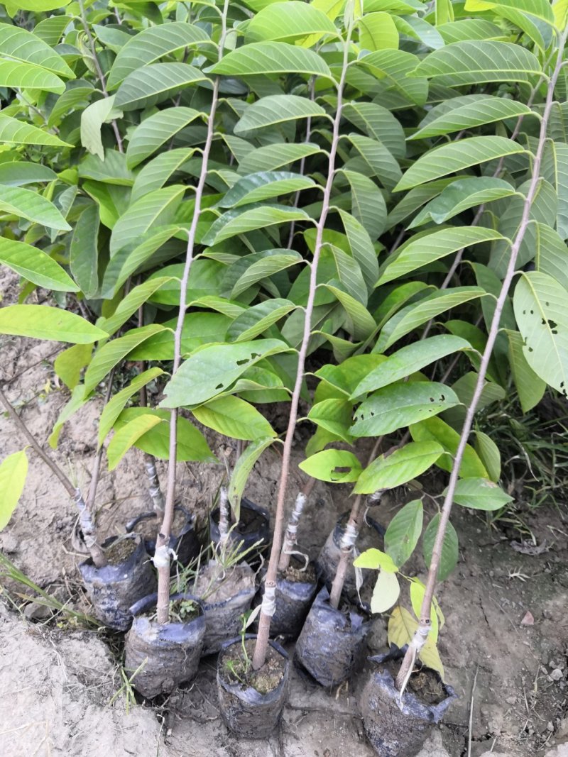凤梨释迦大苗，苗场直销，品种保证