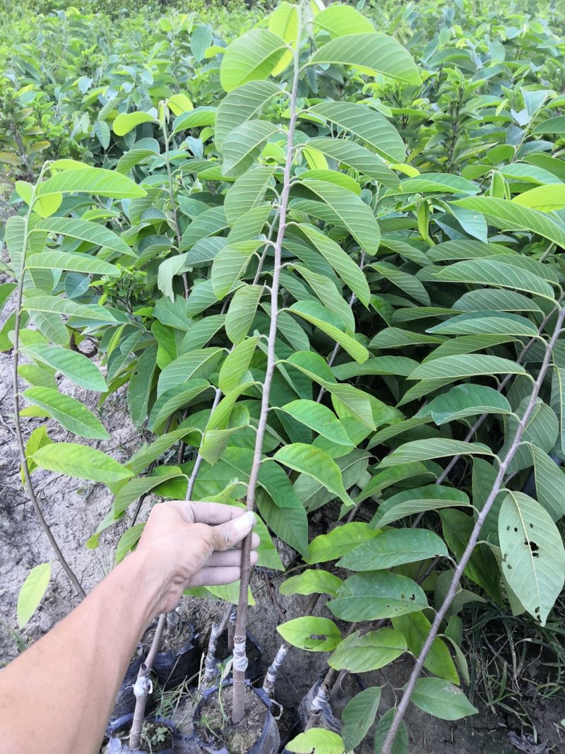 凤梨释迦大苗，苗场直销，品种保证
