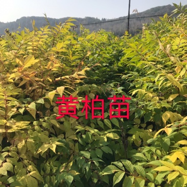黄柏一年苗点6粗800高
