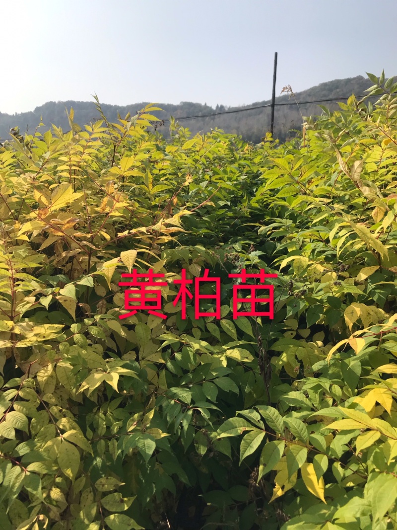 黄柏一年苗点6粗800高