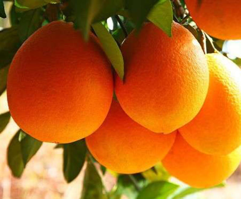 江西赣南脐橙整箱10斤装寻乌甜橙子当季新鲜水果赣州手剥橙