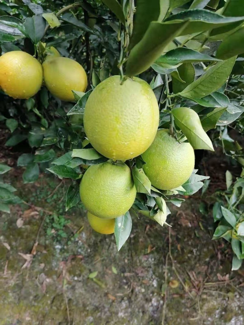 塔罗科血橙，血橙血橙，大量供应