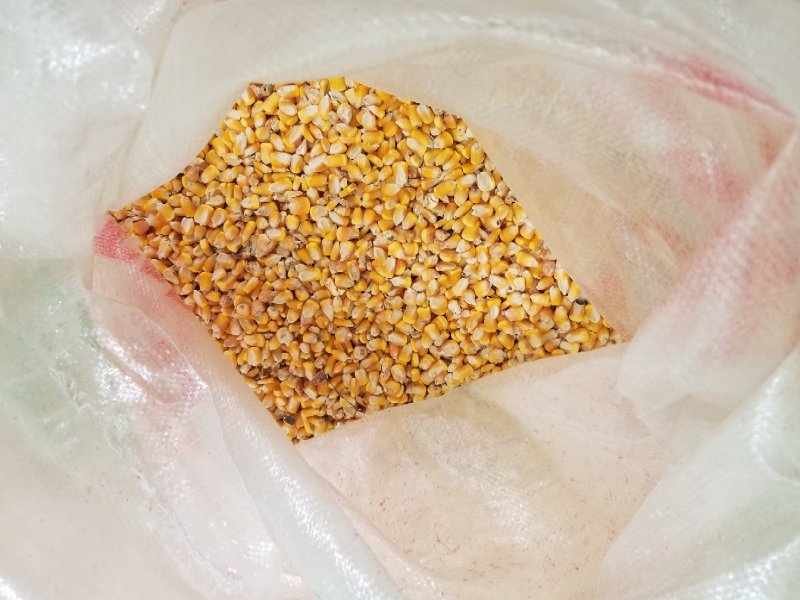 真正用良心养殖的土鸡，全程玉米散养，养殖周期长达8个月
