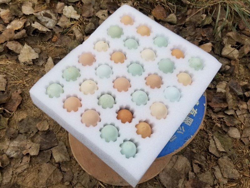 真正用良心养殖的土鸡，全程玉米散养，养殖周期长达8个月
