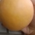 【有好货】桃树苗新品种钱树九黄肉离核大油桃高糖度包成活