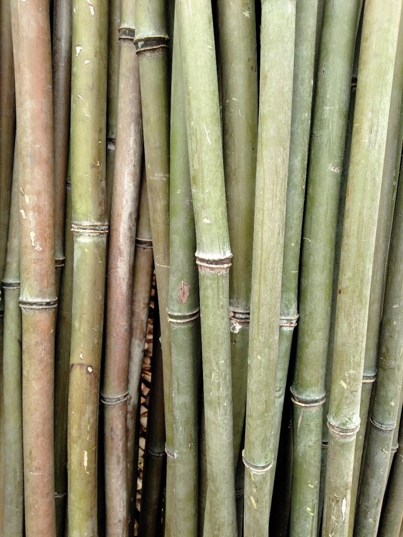 大量批各种规格的菜架竹竿量大丛优