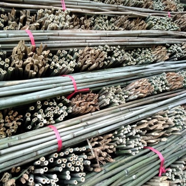 大量批各种规格的菜架竹竿量大丛优