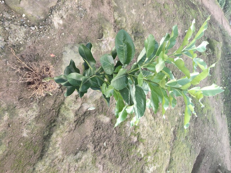红心柚子果树苗，树形好，品种正宗