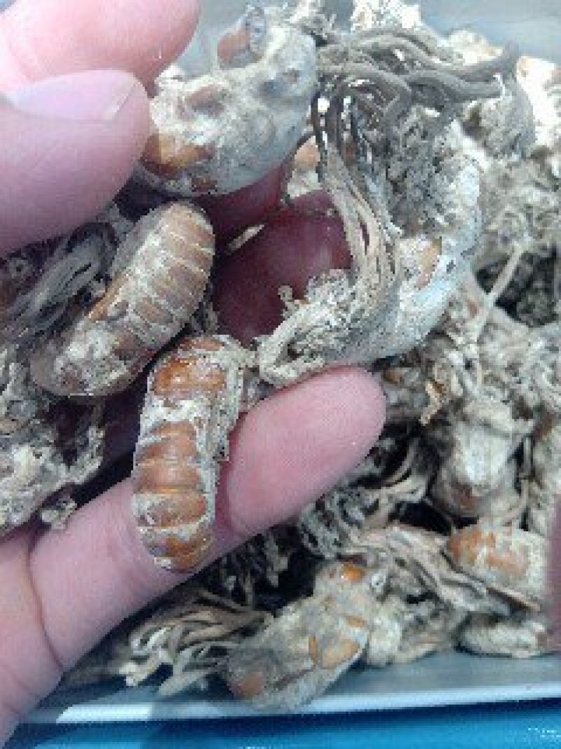 金蝉花1公斤起批包邮量大从优欢迎咨询各种中药材