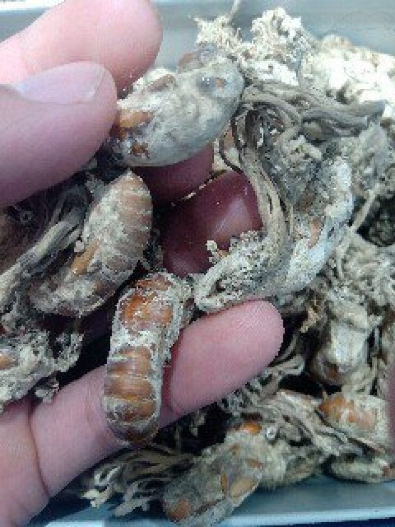 金蝉花1公斤起批包邮量大从优欢迎咨询各种中药材
