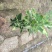 红心柚子果树苗，树形好，品种正宗